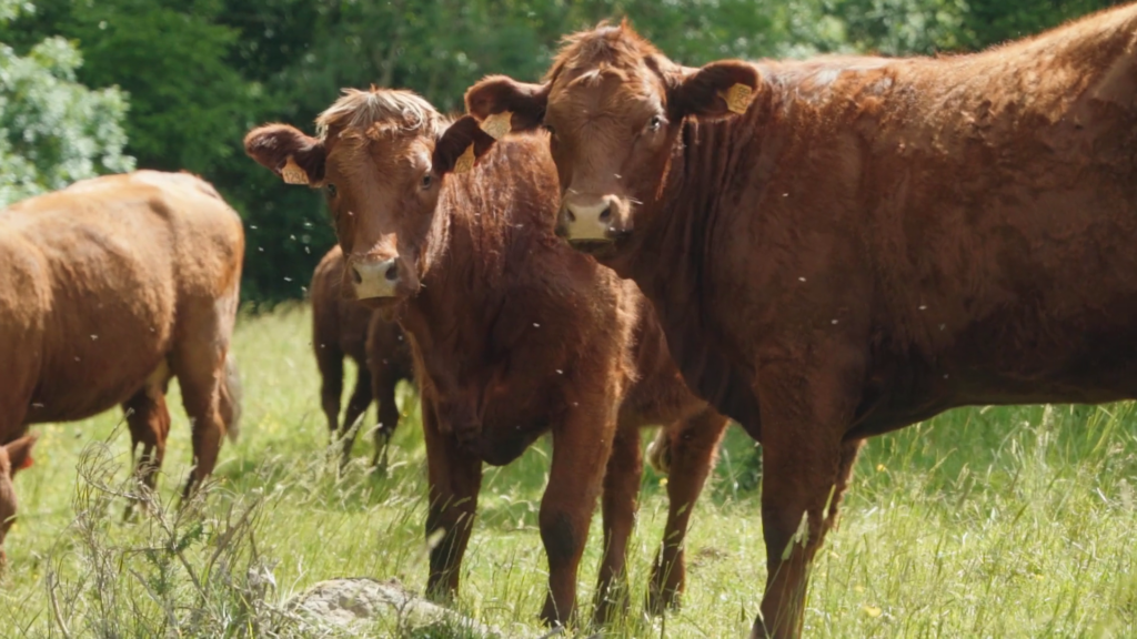 simon bouzanquet realisateur chef opérateur documentaire cantal 3